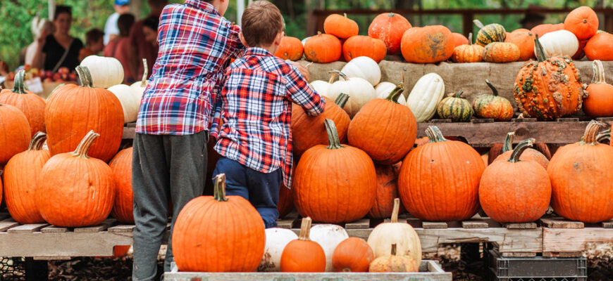 Kids,On,A,Harvest,Festival,At,Farm.,Children,Pick,Pumpkins